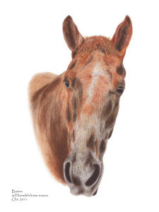 Barron at Hanaeleh Ranch