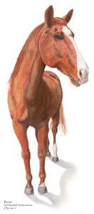 Buster at Hanaeleh Ranch