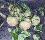 Home-grown tomatoes entered in Green art contest. Watercolor pencil and other media.