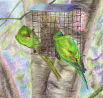 Wild parakeets in Florida, drawn from a photo by Linda Meade