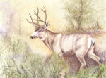 Painted from a photo of a mature buck deer by Anthony Gegauff, in the Colorado Rockies