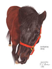 Do It Bright Day retired thoroughbred at CERF