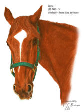 Leccia retired thoroughbred at CERF