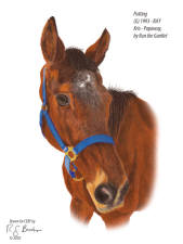 Putting retired thoroughbred at CERF