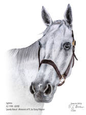 Sigfreto retired thoroughbred at CERF